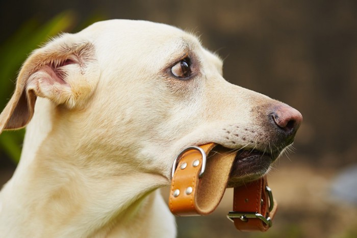 首輪を咥える犬