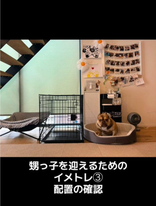 正面を向く犬