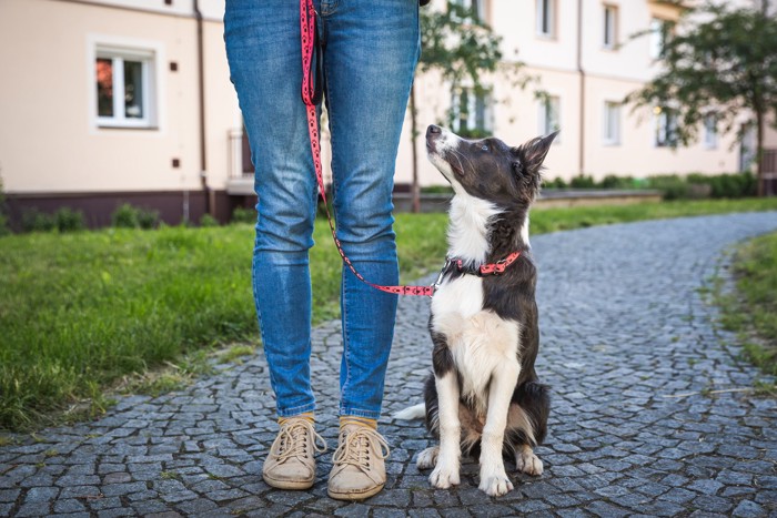 屋外で飼い主の足元につくトレーニングをしている犬