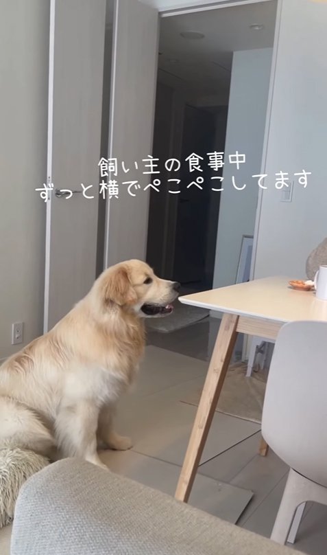 食事している飼い主を見つめる大型犬