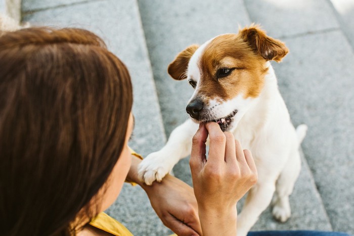 女性の手に飛びつく垂れ耳の犬