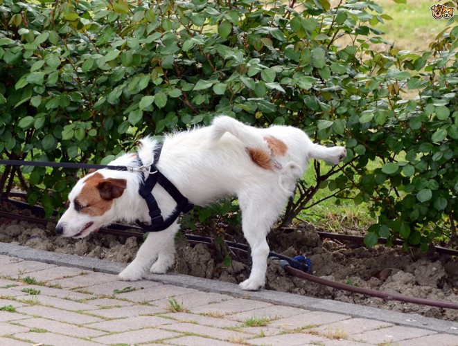 オス犬のマーキング風景