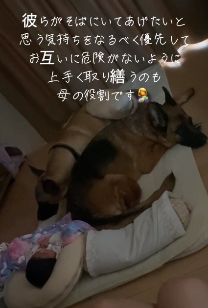 赤ちゃんに寄り添う2匹