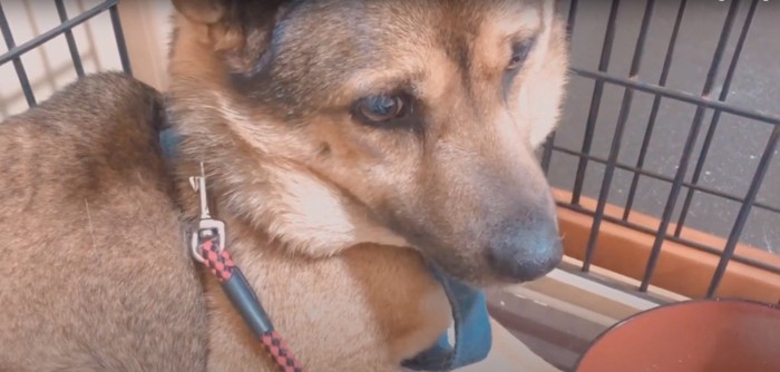 ご飯が入ったお皿の前で難しい顔をしている犬