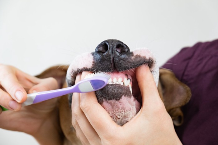 歯磨きする犬の口