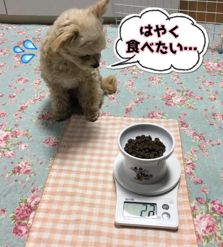 ごはんを待つ愛犬