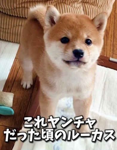 カメラ目線の犬