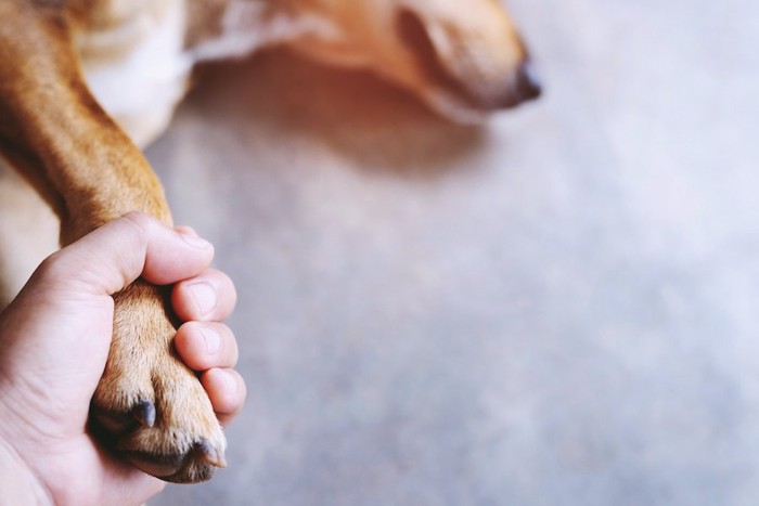 手を握られ横たわっている犬