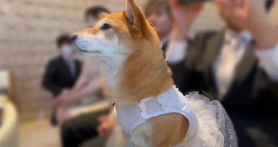 結婚式に参加したおみそちゃん