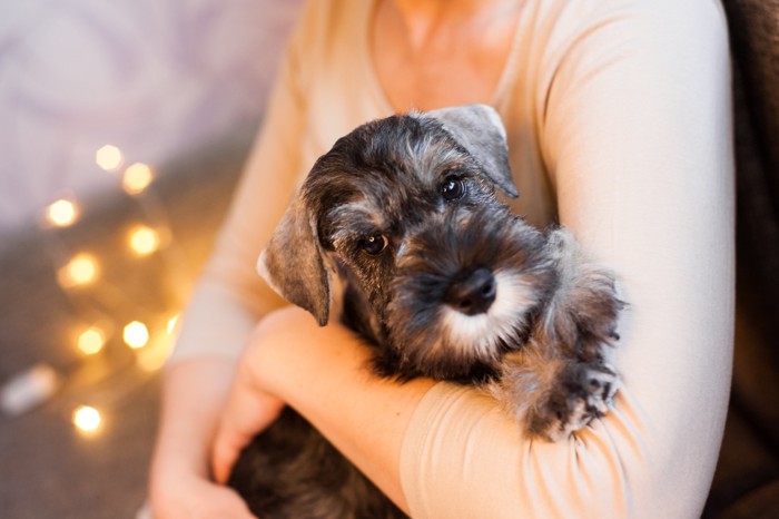 飼い主に抱っこされているミニチュア・シュナウザーの子犬