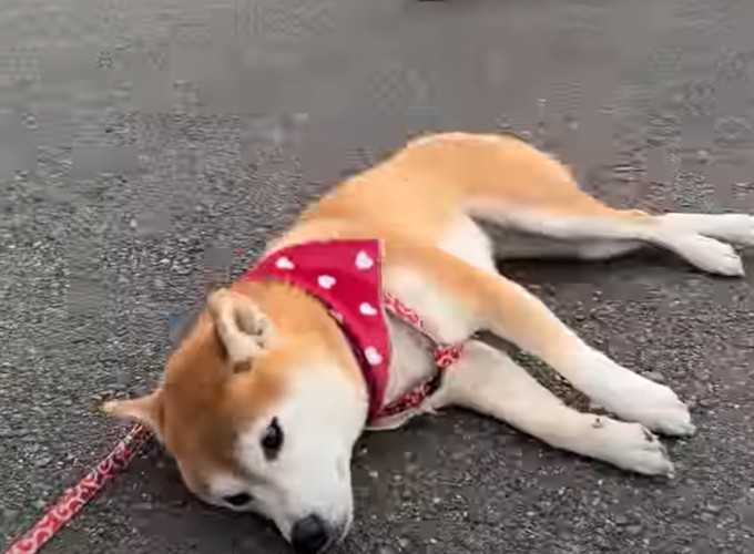 帰宅拒否する柴犬