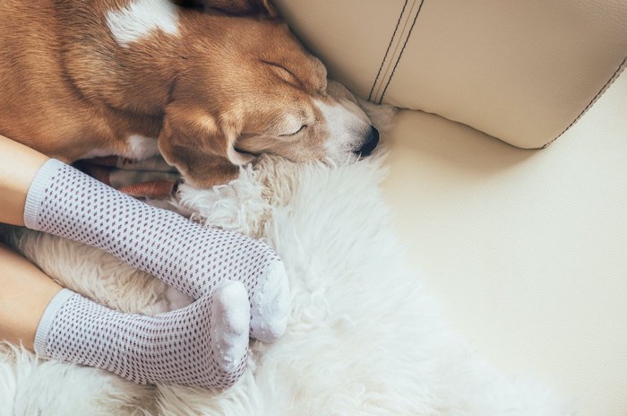 靴下を履いた飼い主の足のそばで眠るビーグル犬