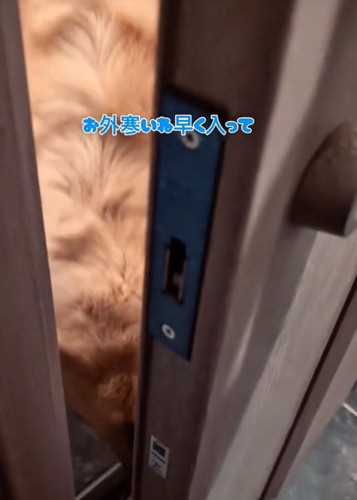 出迎える大型犬2