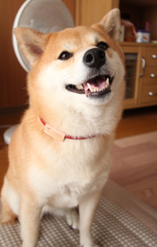 チョーカー柴犬着用