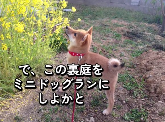 花のにおいを嗅ぐハルちゃん