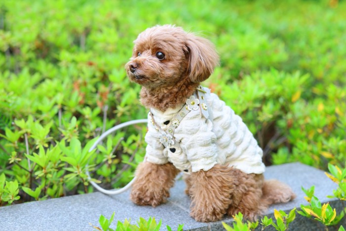 服を着た犬