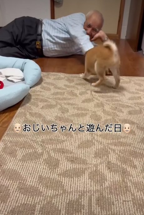 犬の後ろ姿