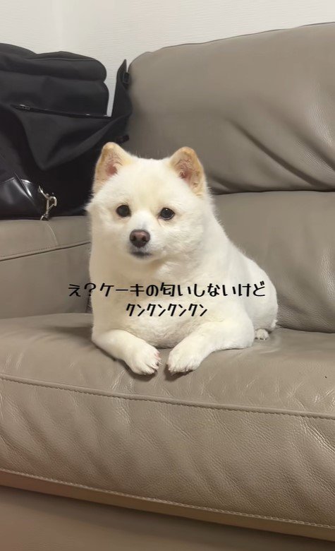 べらちゃんのバースデーソングへの反応7