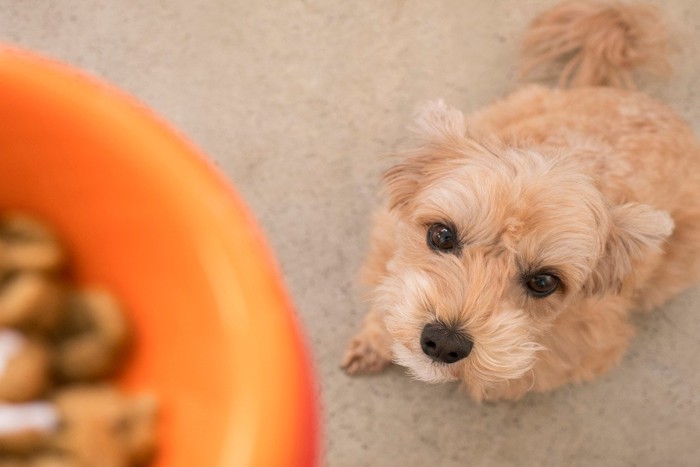 ごはんを見上げる犬