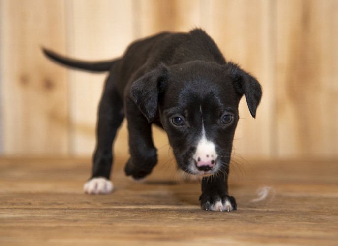 やんちゃそうな子犬