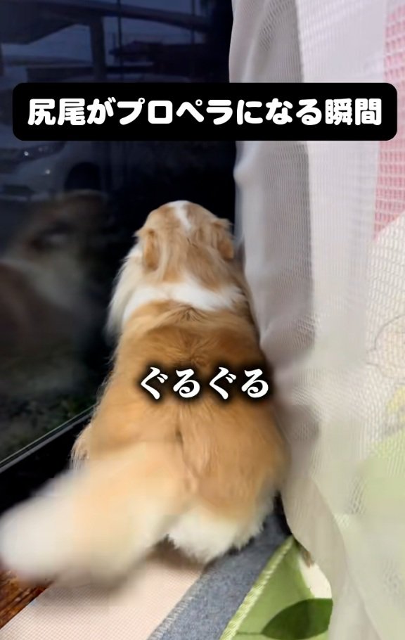 高速回転するしっぽ1