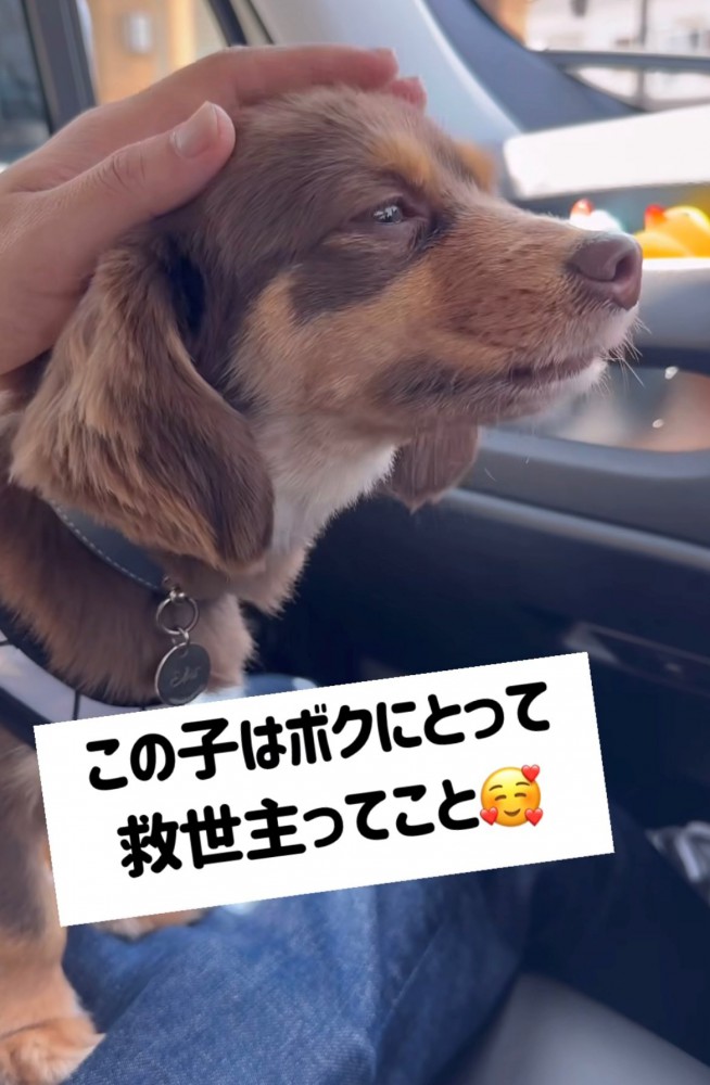 頭を撫でられ目を細める犬