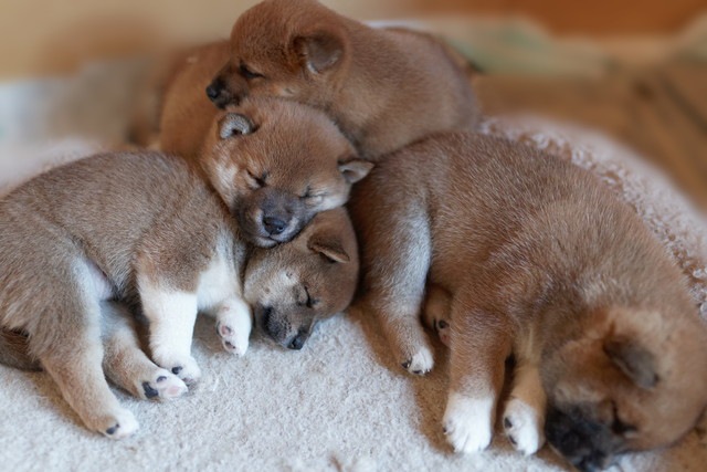 眠っている柴犬の赤ちゃん