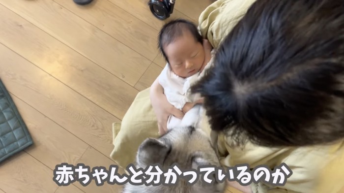 クンクン