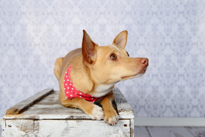 とっても不安そうな犬