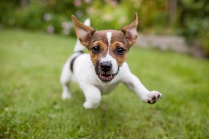 駆け寄ってくる犬