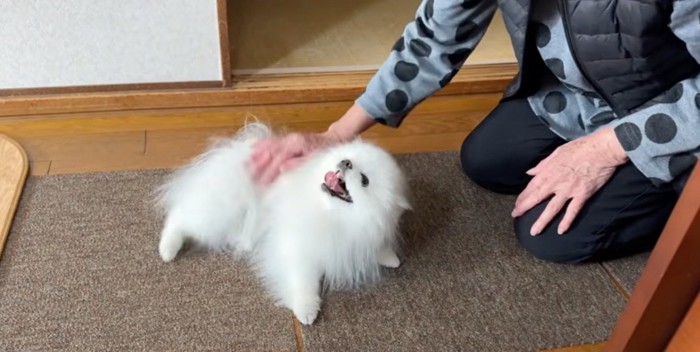 おばあちゃんに撫でられて嬉しそうに寝転がる犬