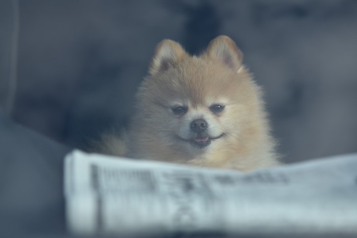 車内の犬1