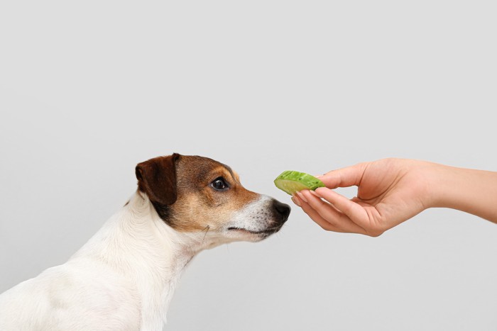 目の前に差し出されたきゅうりのスライスを見つめる犬