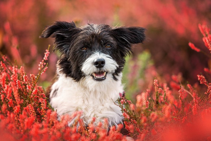 花と白黒犬