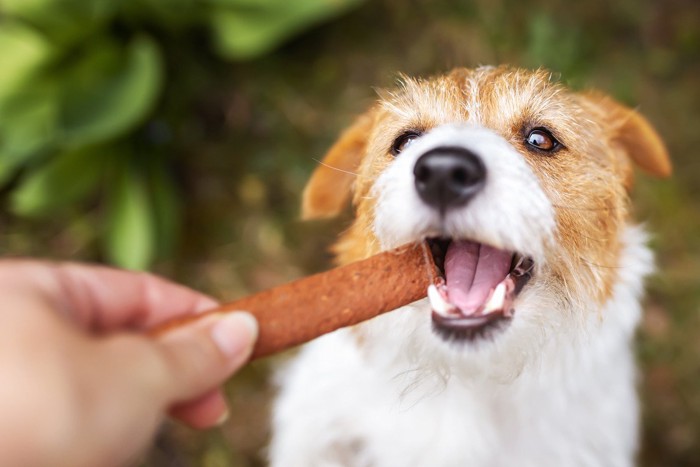 おやつ、口を大きく開ける犬