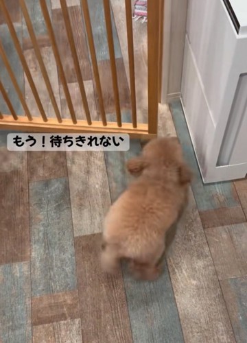 興奮する犬