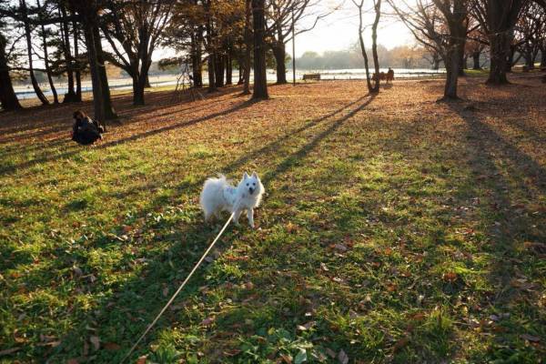 原っぱの犬