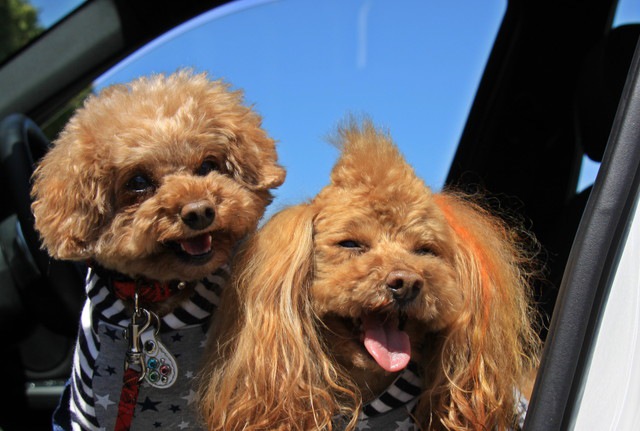 車に乗っている2匹の犬