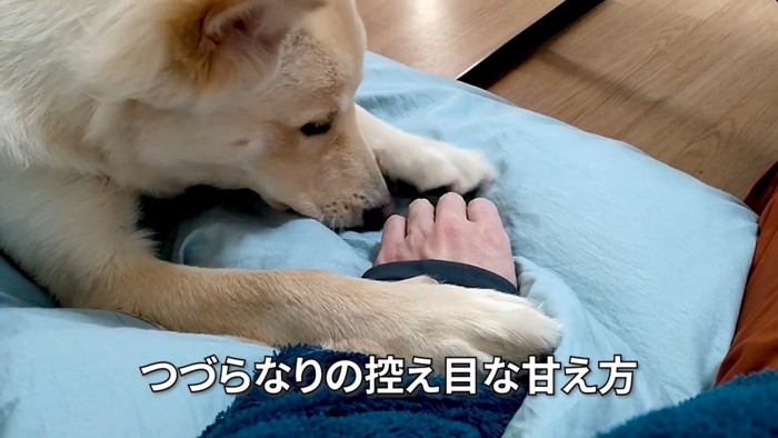 手のにおいをかぐ白い犬