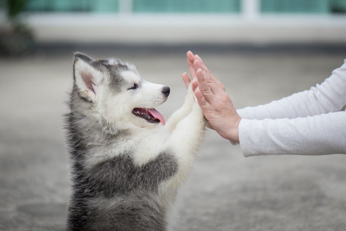 飼い主とハイタッチする子犬