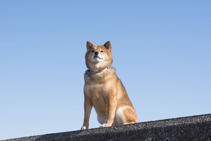 青空と柴犬