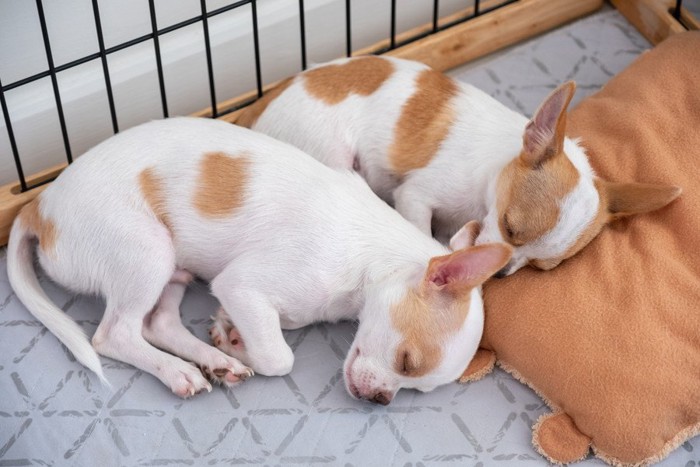 たくさんのクレートで隣り合う犬たち