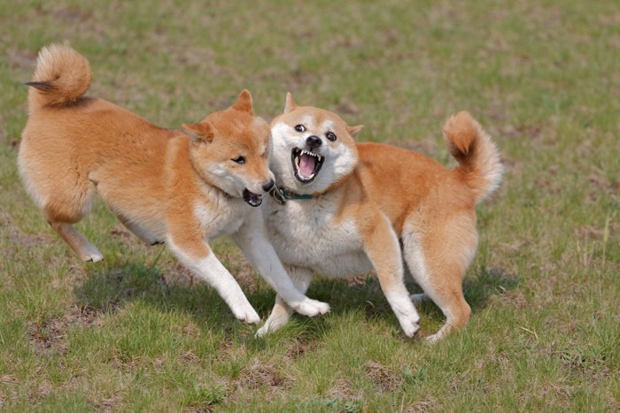 興奮してぶつかる柴犬