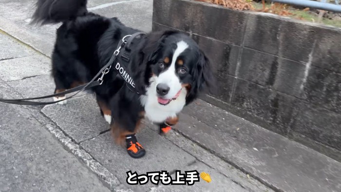 だいぶ慣れてきたようです♪