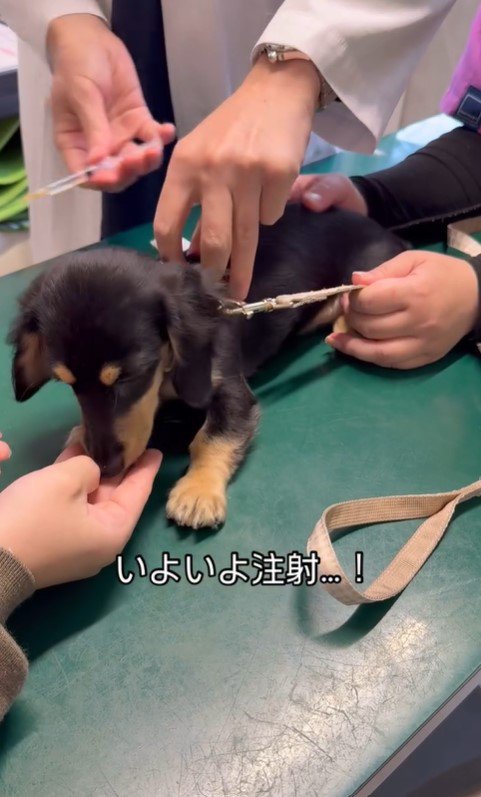 動物病院にきたこむぎちゃん5