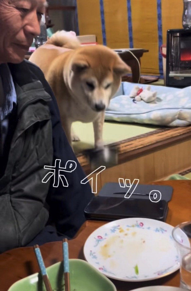 皿を落とした犬