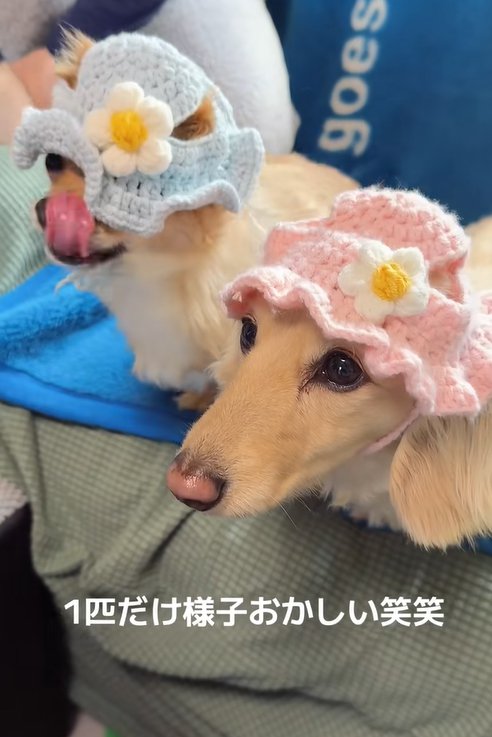 帽子をかぶる小型犬たち