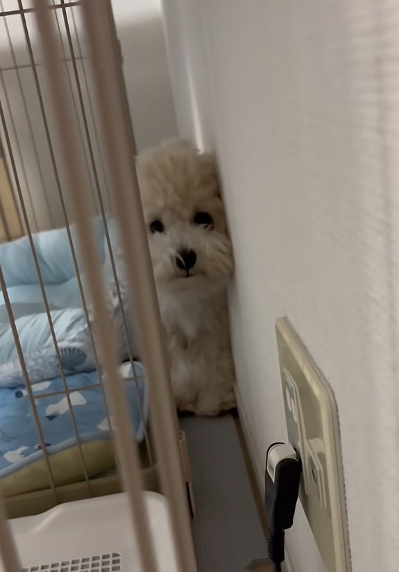 進んできたてんてん君