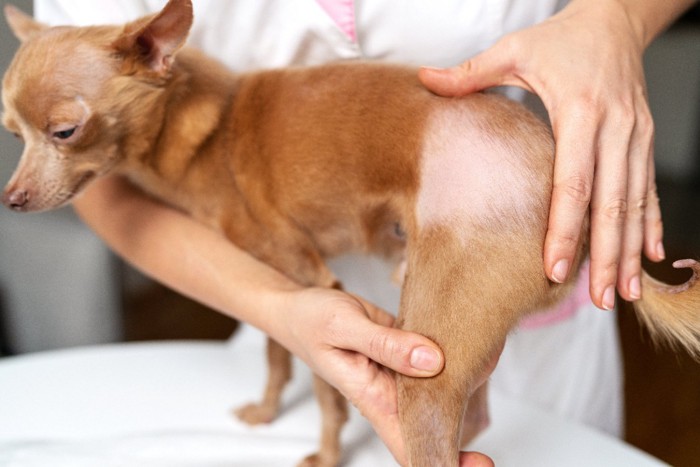 犬の抜け毛