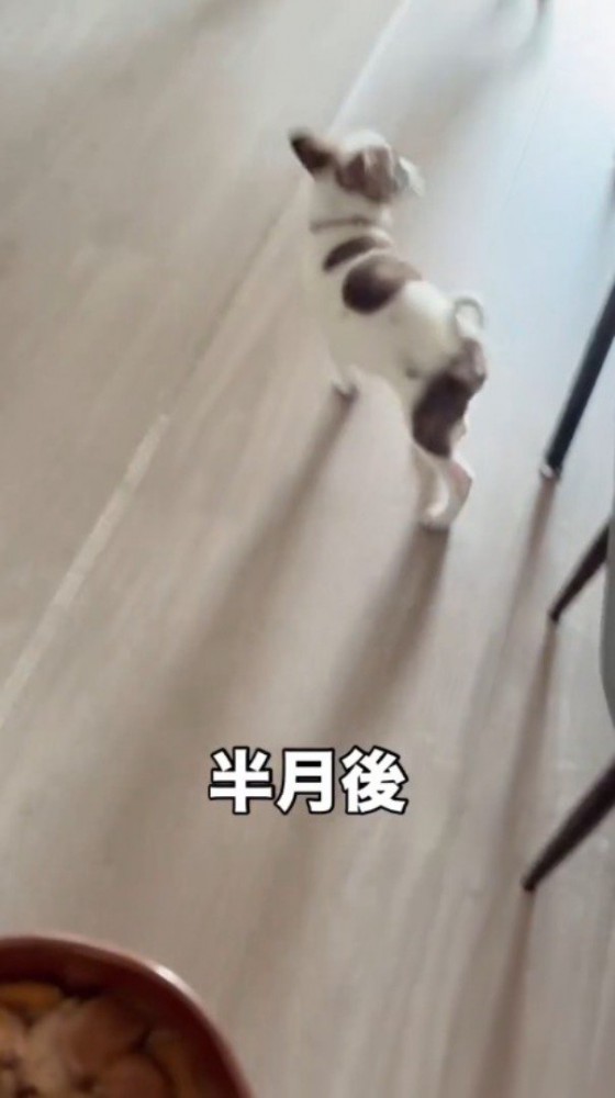 飼い主の持っている器を見て、周り始める子犬